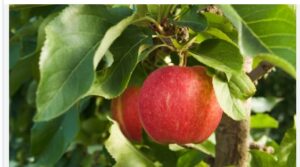 Ambrosia Apples: History, Identifying Characteristics, Taste