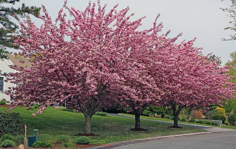 Kwanzan cherry tree with pink blossoms in a landscaped yard