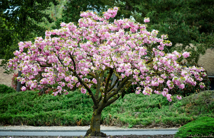 Mature Kwanzan cherry tree covered in pink flowers in the landscape