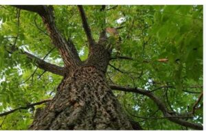 21 Types of Walnut Trees (And Their Identifying Characteristics ...