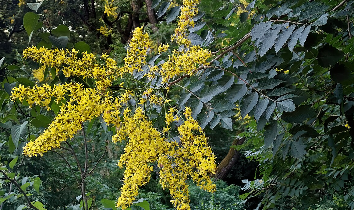 Golden Rain Tree: Identifying Characteristics, Landscape Uses ...