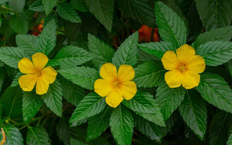21 Types of Buttercup: A Complete Guide to Ranunculus Species