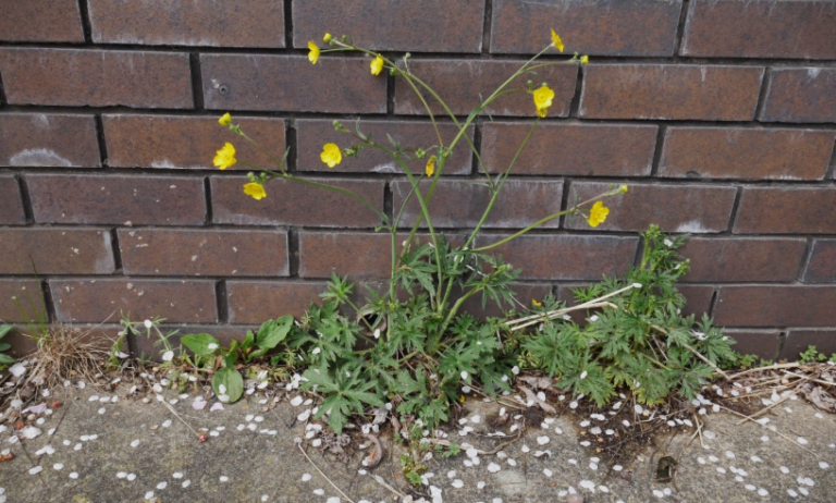 21 Types of Buttercup: A Complete Guide to Ranunculus Species