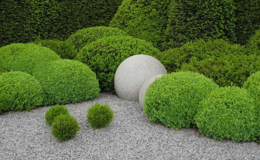Boxwood shrubs
