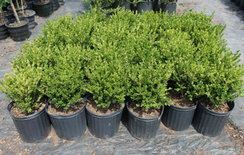Boxwood Shrub