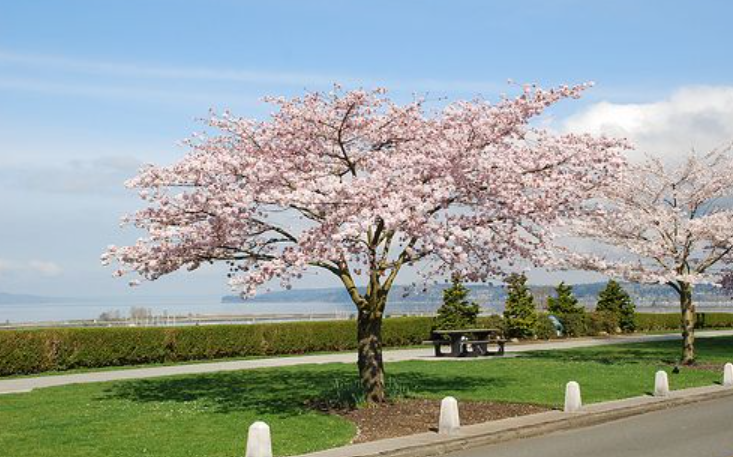 Akebono Yoshino cherry tree with pink-white blossoms in a beech garden