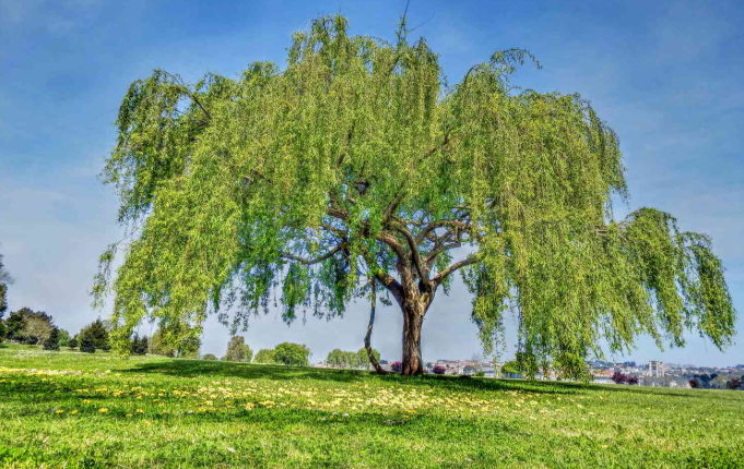 A Shade Tree in the landscape in zone 7