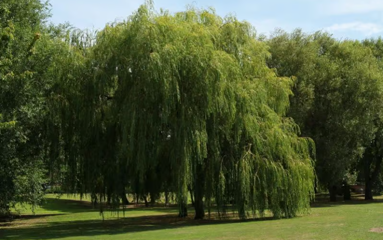 Shade tree in zone 6 landscape