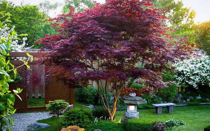 Fast Growing Shade Trees in Zone 9 Garden
