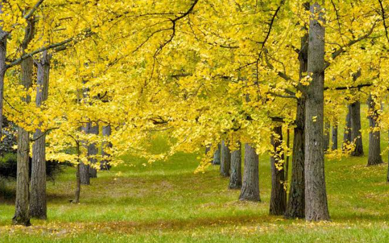 Fastest Growing Trees in a Zone 8 landscape
