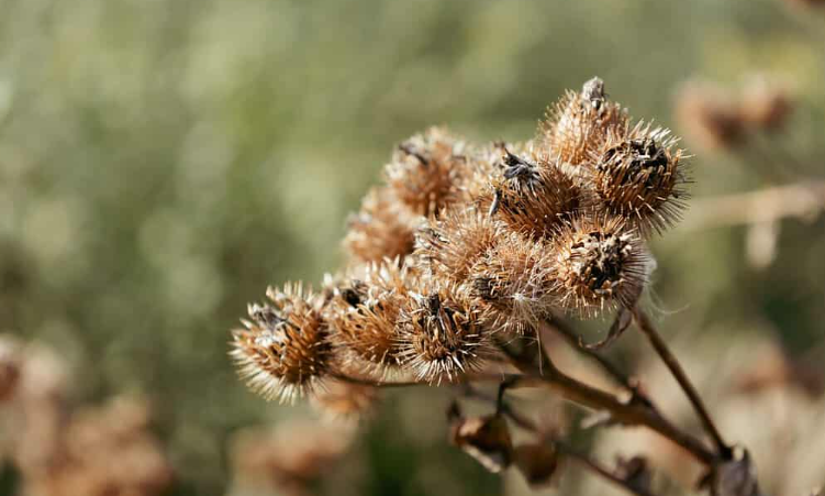 Shrub With Sharp Stickers