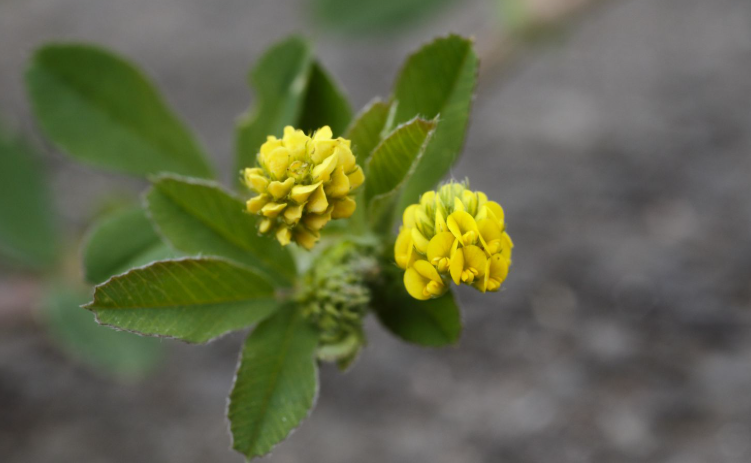 Weeds with yellow flowers