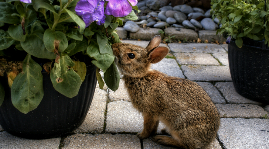 Rabbit Feeding on a Plant