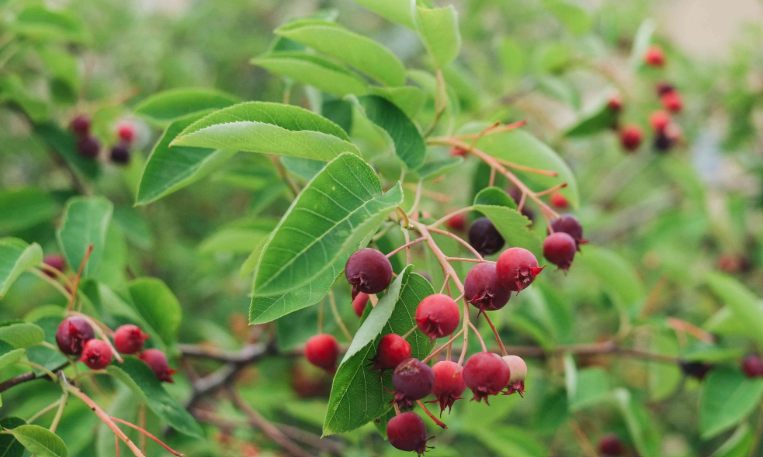 Serviceberries in the landscape