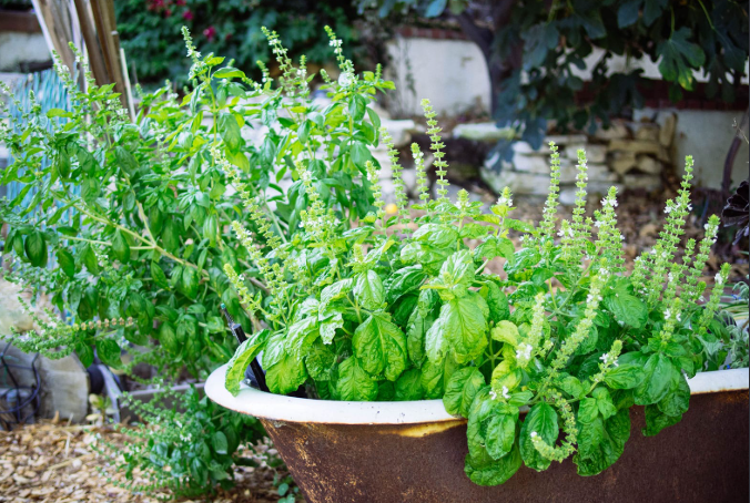 Perennial Herbs Garden Zone 5