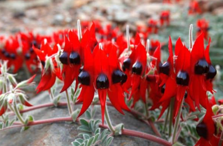 Australian Native Flowers
