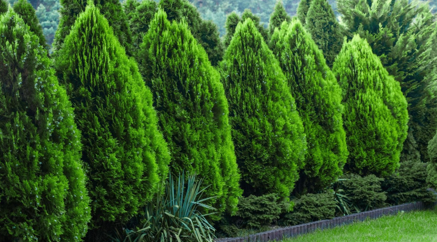 Trees growing in a shaded woodland area