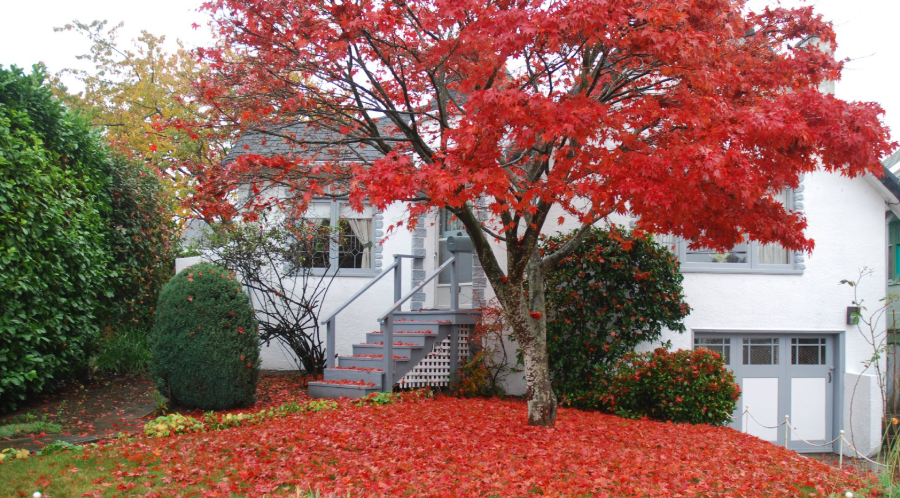 Large shade tree near a house entrance