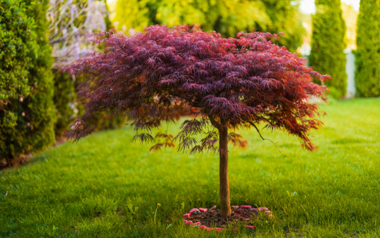 Small ornamental tree in a residential front yard