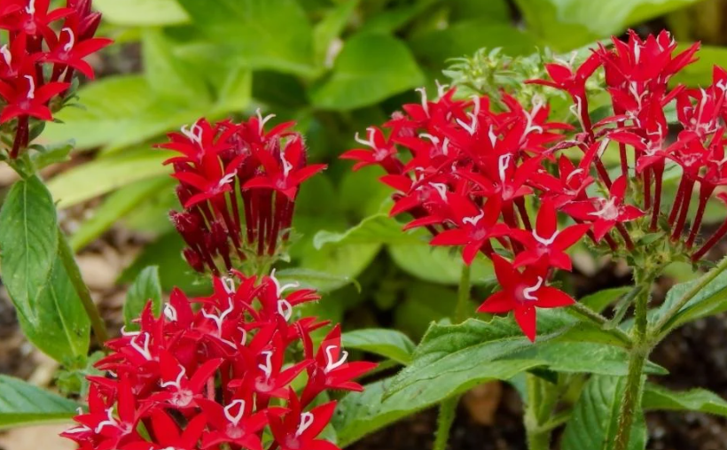 Shrub with red flowers