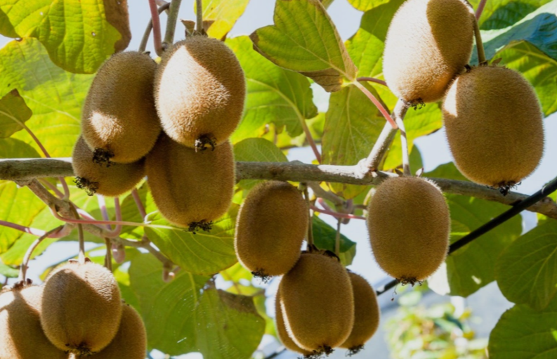 Kiwifruit in Florida