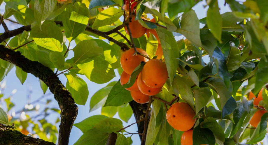 Persimmons