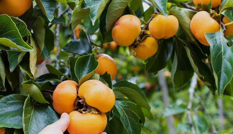 Persimmons