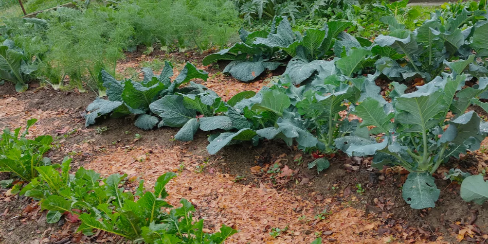 Mulch for Vegetable Garden