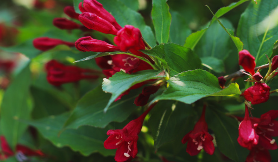Shrubs with red flowers in california