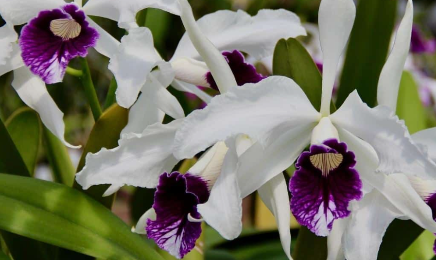 White orchids