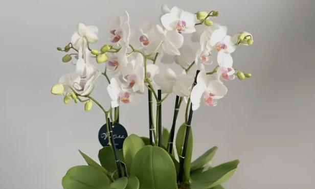 White Orchid