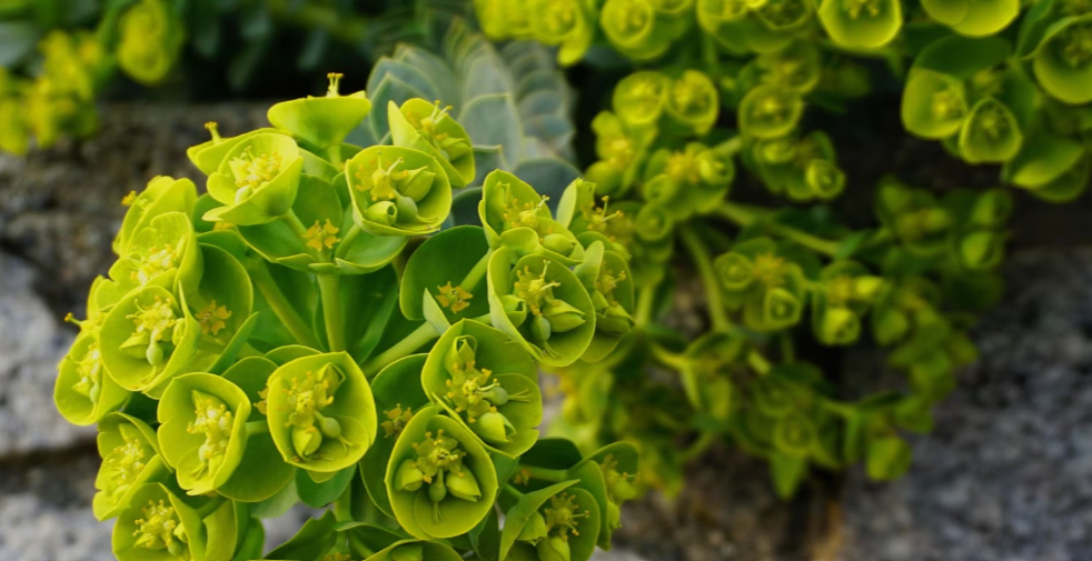 Plants with lime green foliage in Florida