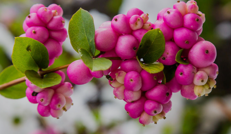 Shrubs with pink berries