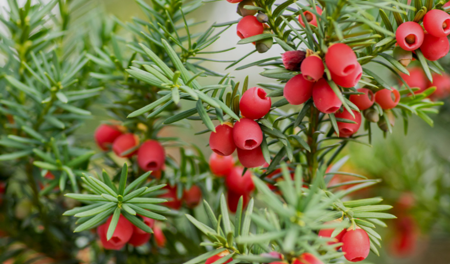 Shrubs With Red Berries