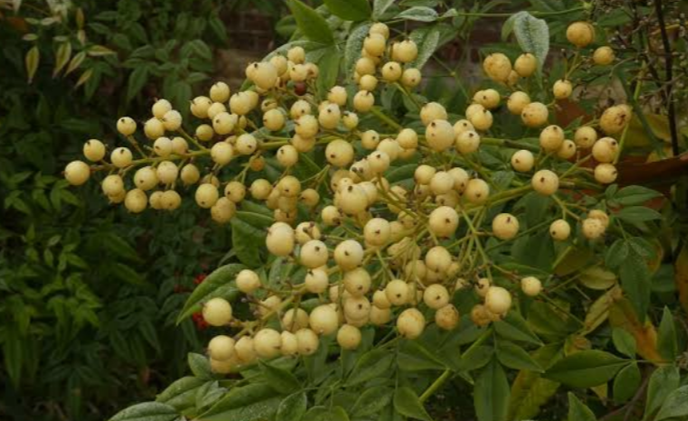 Shrubs With Yellow Berries