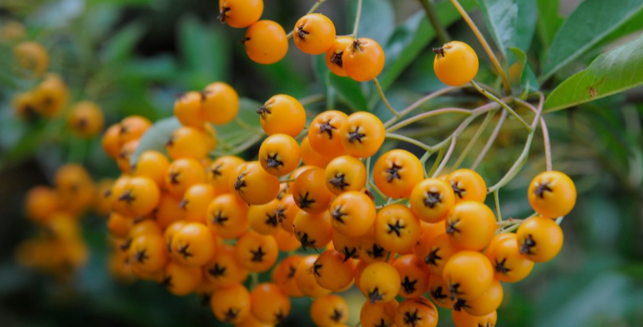 Shrubs With Yellow Berries