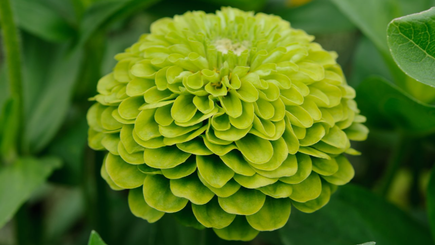Plants with lime green foliage