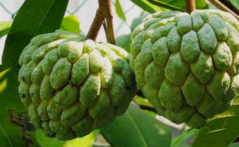 Sugar Apple in california