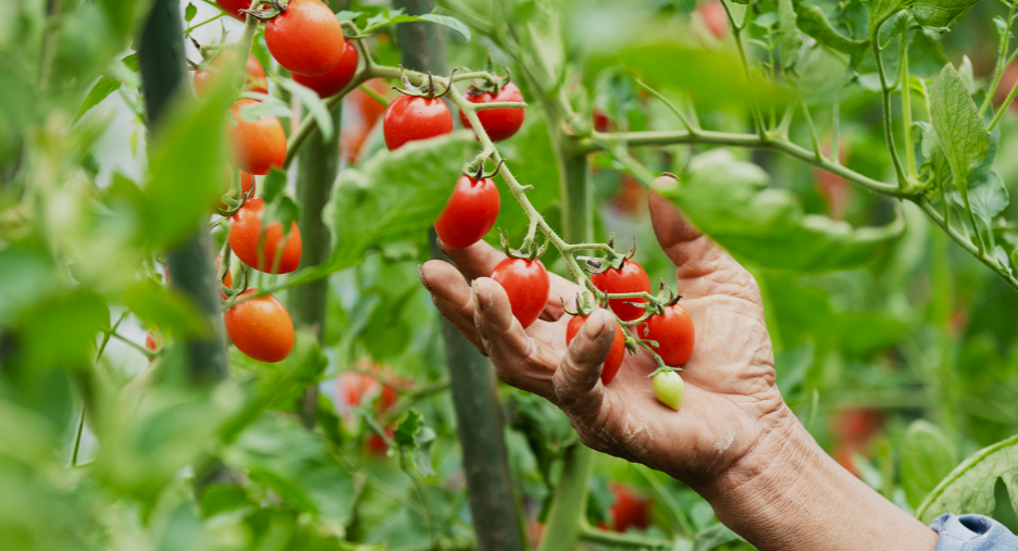 Determinate Tomatoes